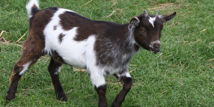 Goats Milk Soap